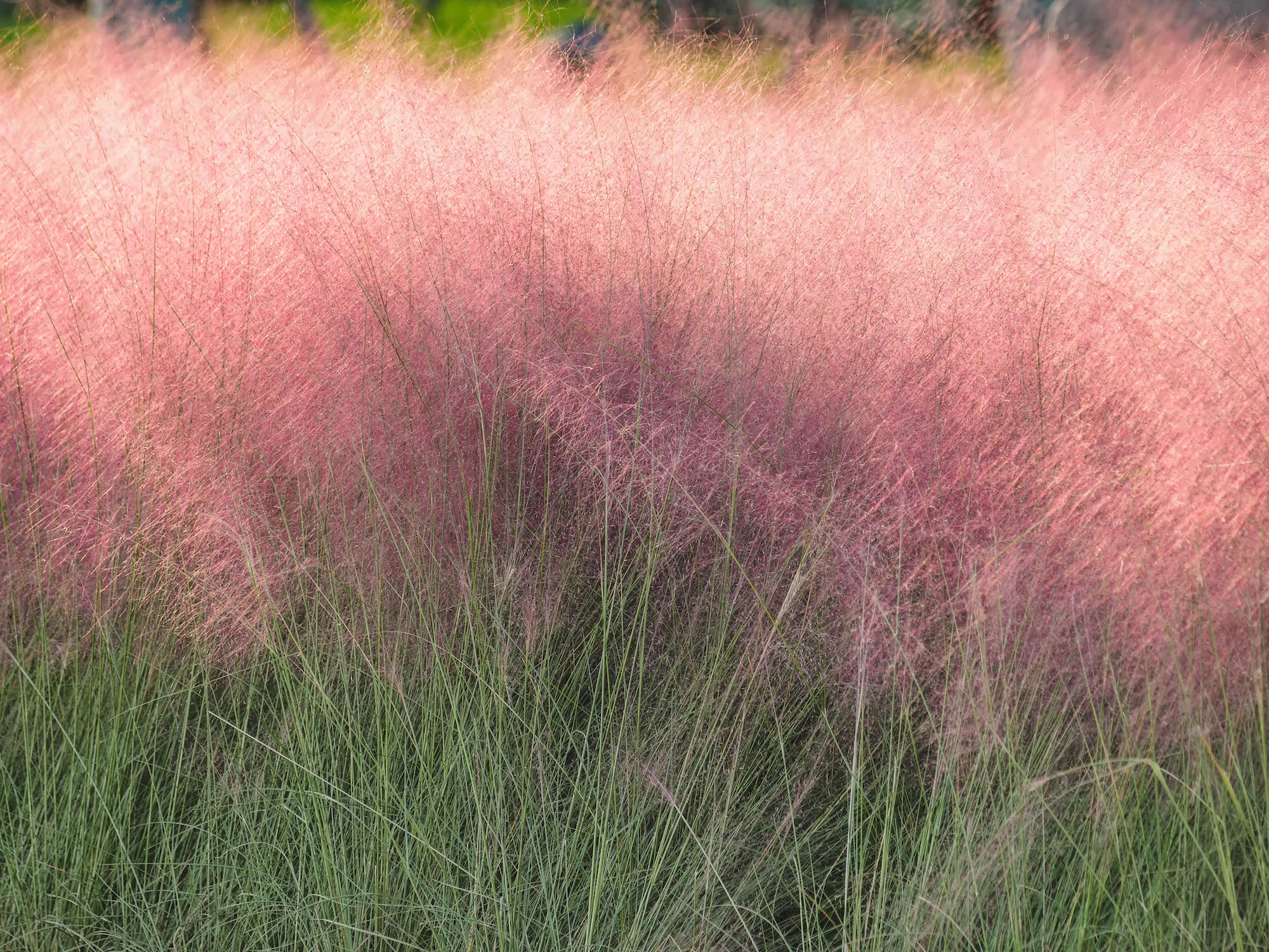40 Types of Ornamental Grasses to Transform Your Garden | Almanac.com